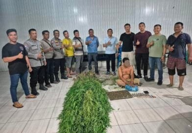 Temukan Tanaman Ganja, Polsek Tanjung Morawa Amankan Pelaku