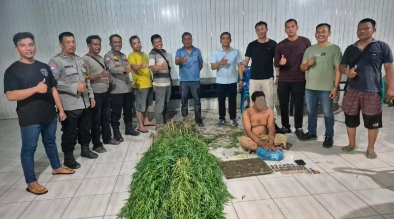 Temukan Tanaman Ganja, Polsek Tanjung Morawa Amankan Pelaku
