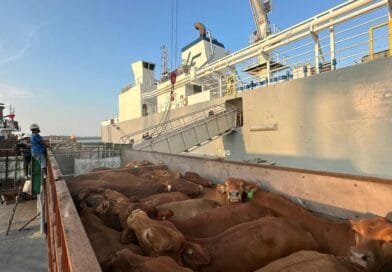 Pelindo Multi Terminal Group Catat Pertumbuhan Trafik _Livestock_ sebesar 6,7 Persen