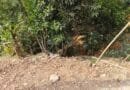Tebing Setinggi 50 Meter di Kampung Nagrak Longssor, Pesawahan Terancam Lelongsoran